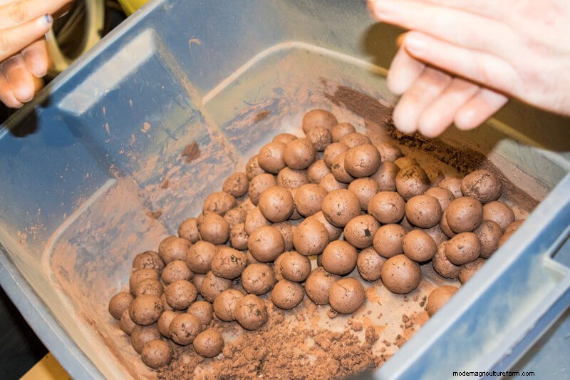 Commit to Grow Day 10: Seed Balls