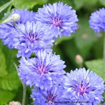 Commit to Grow Day 7: Xeriscaping