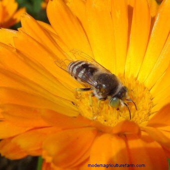 Commit to Grow Day 7: Xeriscaping