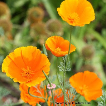 Commit to Grow Day 7: Xeriscaping