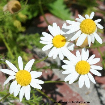 Commit to Grow Day 7: Xeriscaping