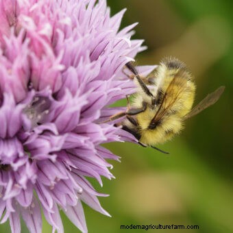Commit to Grow Day 7: Xeriscaping