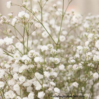 Commit to Grow Day 7: Xeriscaping