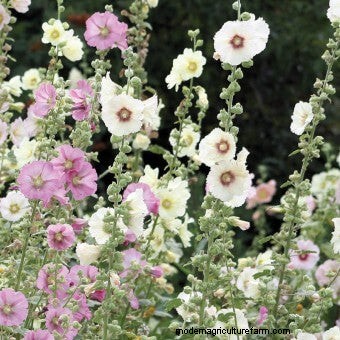 Commit to Grow Day 7: Xeriscaping