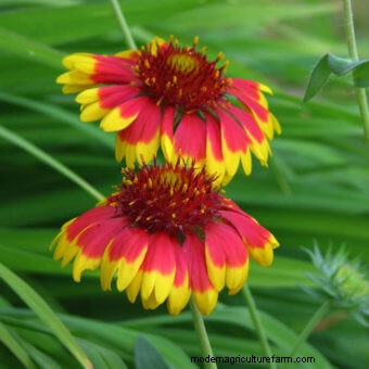 Commit to Grow Day 7: Xeriscaping