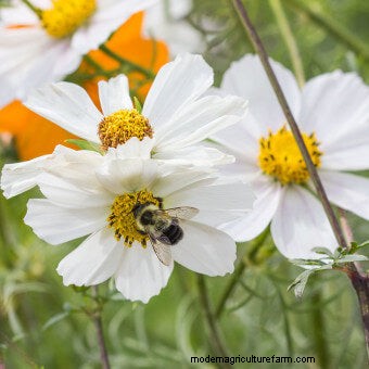 Commit to Grow Day 7: Xeriscaping