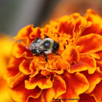 Commit to Grow Day 7: Xeriscaping