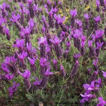 Commit to Grow Day 7: Xeriscaping