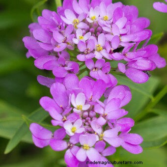 Commit to Grow Day 7: Xeriscaping