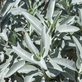 Commit to Grow Day 7: Xeriscaping