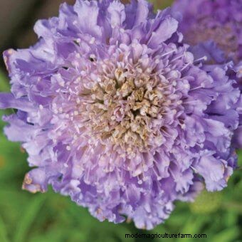 Commit to Grow Day 7: Xeriscaping