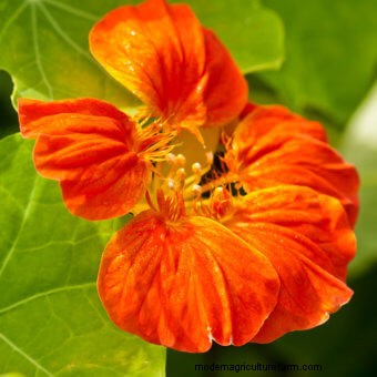 Commit to Grow Day 7: Xeriscaping