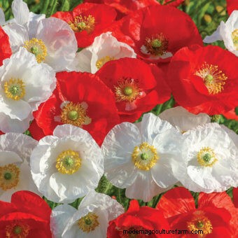 Commit to Grow Day 7: Xeriscaping