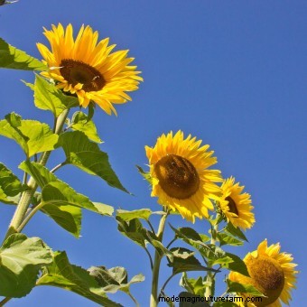 Commit to Grow Day 7: Xeriscaping