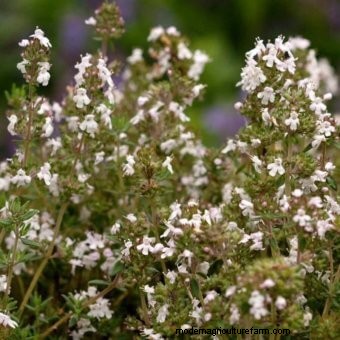 Commit to Grow Day 7: Xeriscaping