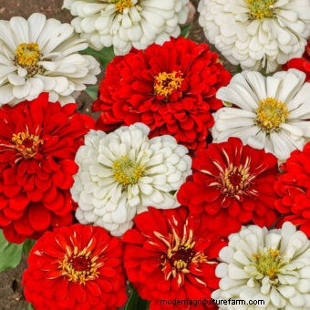 Commit to Grow Day 7: Xeriscaping