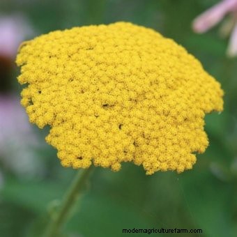Commit to Grow Day 7: Xeriscaping