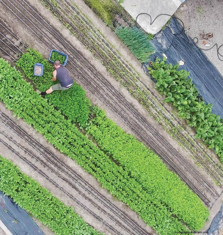 Commit to Grow Day 4: Transforming Lawns