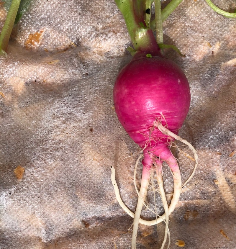 Radish Problems