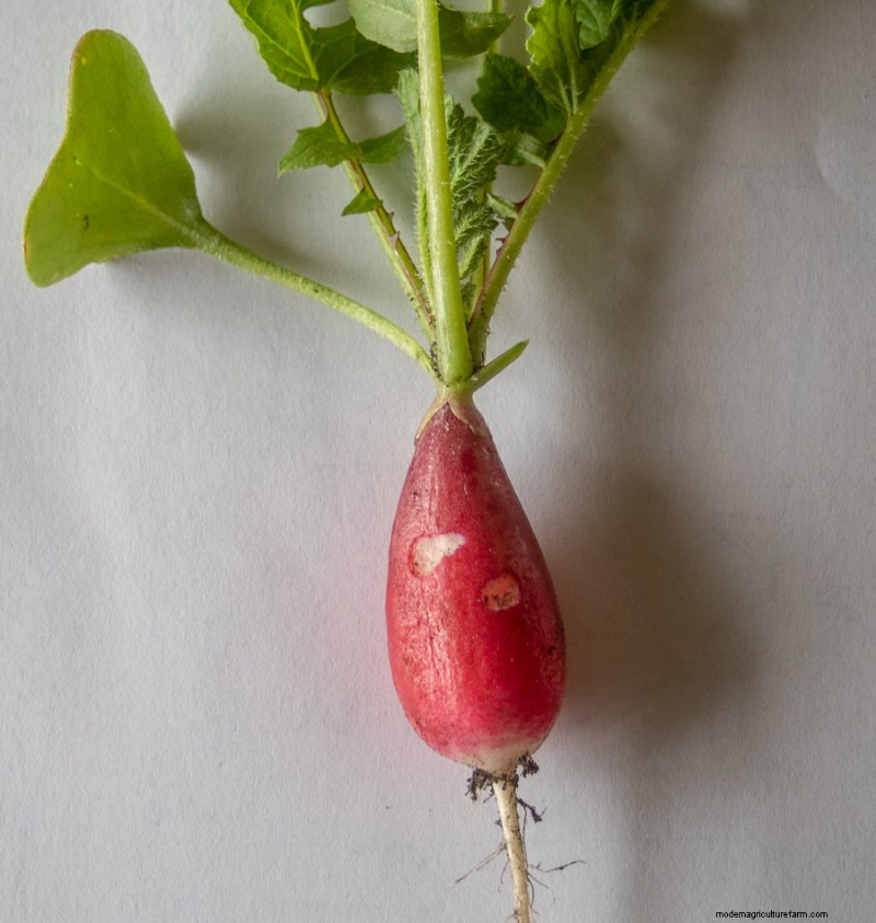 Radish Problems