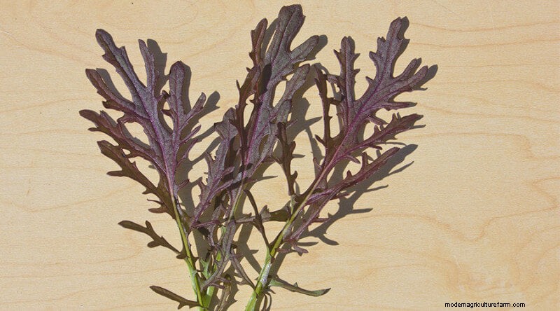 Seeds to Start in April