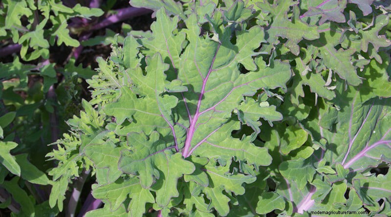 Seeds to Start in April