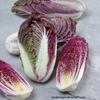 Ten Must-Have Seeds for 2018