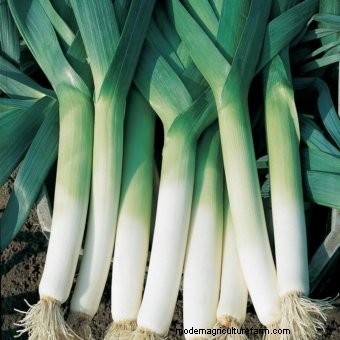 Ten Must-Have Seeds for 2018