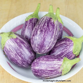 Ten Must-Have Seeds for 2018