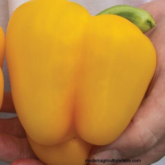 Ten Must-Have Seeds for 2018