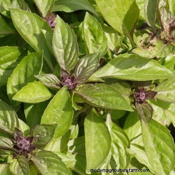 Ten Must-Have Seeds for 2018