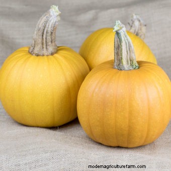 Ten Must-Have Seeds for 2018