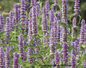 List of Edible Flowers