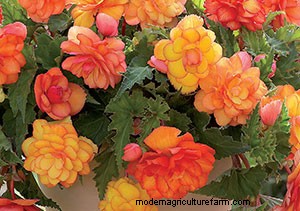 List of Edible Flowers