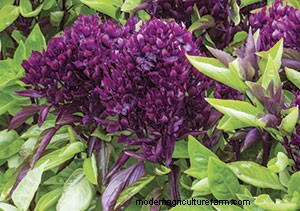 List of Edible Flowers