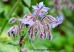 List of Edible Flowers