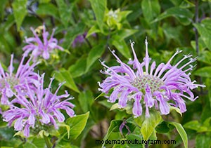 List of Edible Flowers