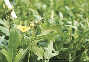 List of Edible Flowers