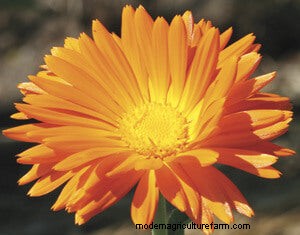 List of Edible Flowers