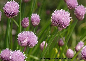 List of Edible Flowers