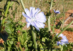 List of Edible Flowers