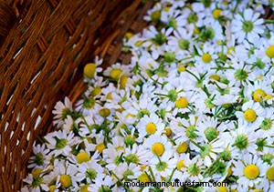 List of Edible Flowers