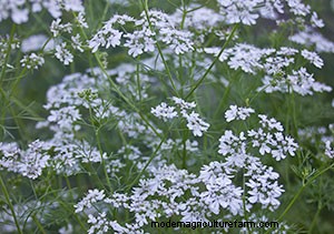 List of Edible Flowers