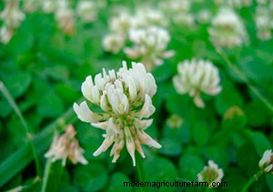 List of Edible Flowers