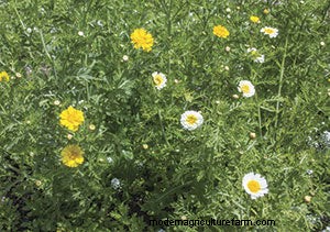 List of Edible Flowers
