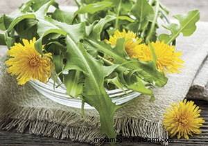 List of Edible Flowers