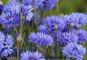 List of Edible Flowers