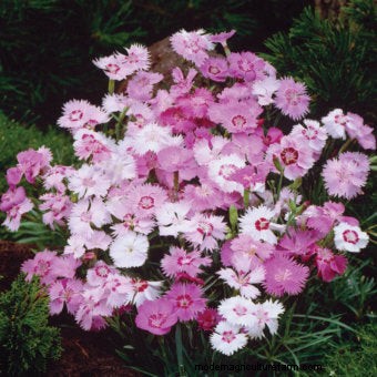 List of Edible Flowers