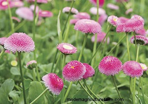List of Edible Flowers