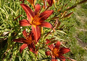 List of Edible Flowers